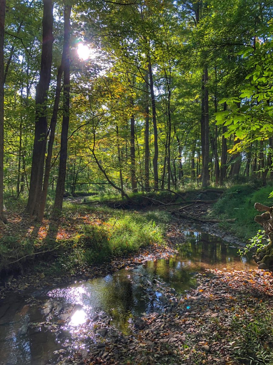Friendship Forest: A Place to Remember