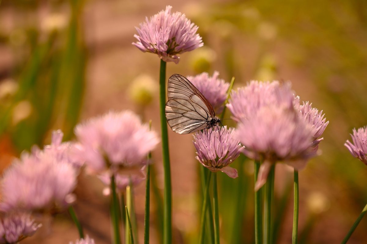 Image by Екатерина Гусева from Pixabay